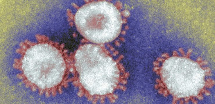 바이러스와 박테리아의 치명적인 아름다움, 시보드 블로그